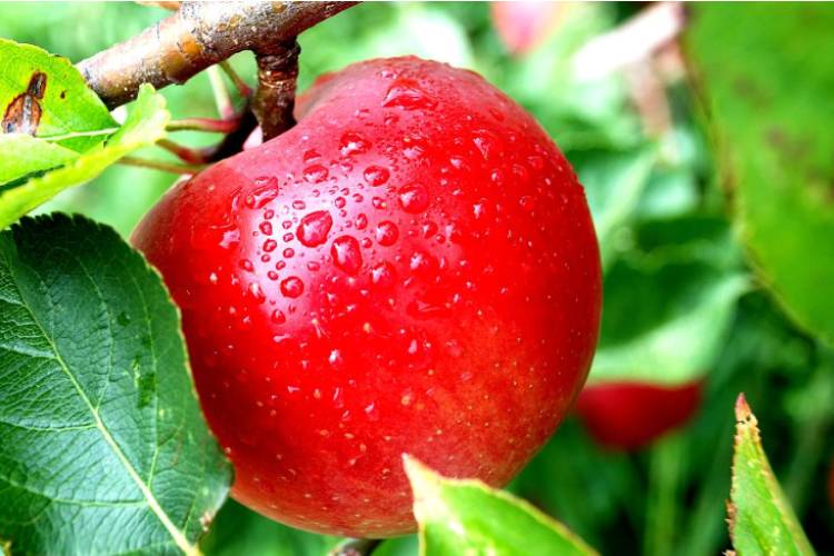 19 Interesting Facts about Apples to Know