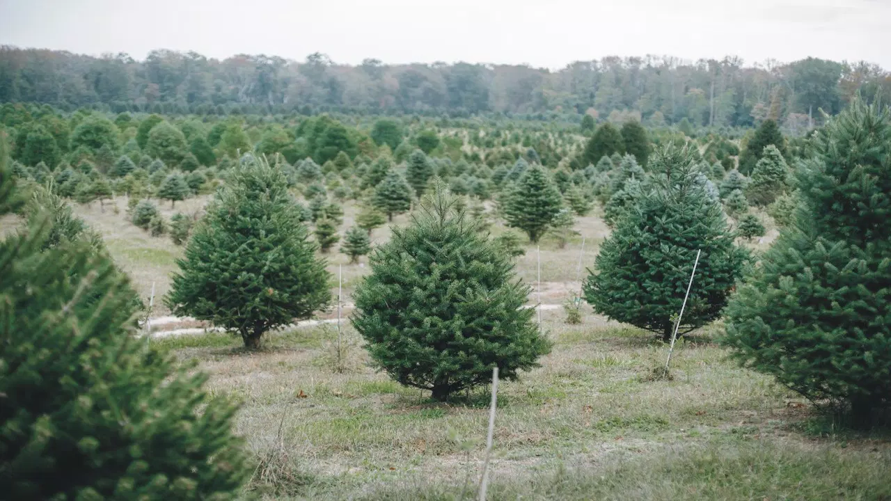 “Visiting a Christmas Tree Farm”  A Magical Family Outing 2022